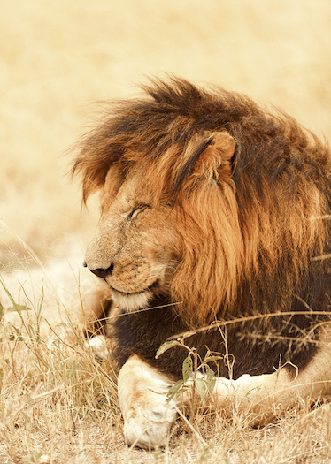 Male Lion In Masai Mara, Kenya